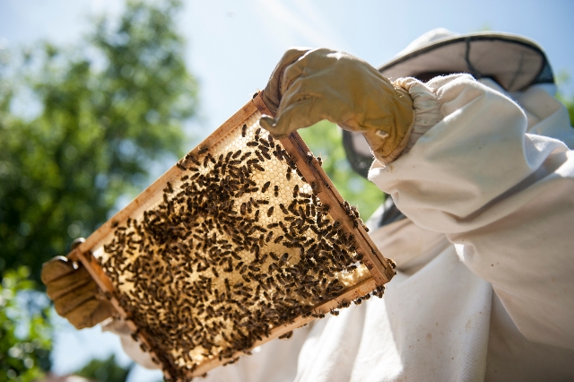 Imker bearbeitet Bienenwände