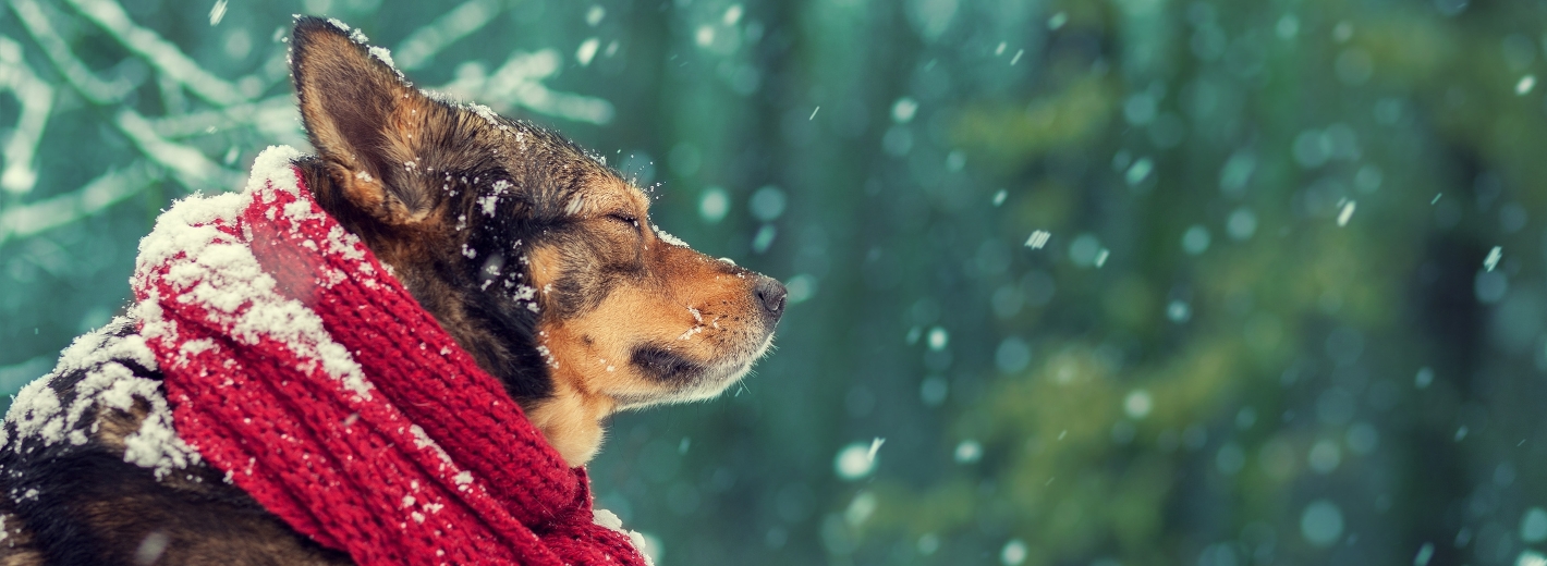Hund mit Schal bei Schneefall
