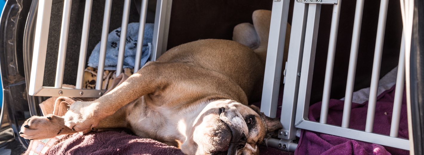 Hund liegt auf Decke in Reisebox