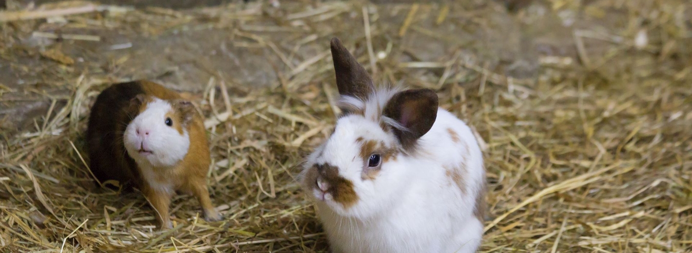Kaninchen und Meerschweinchen