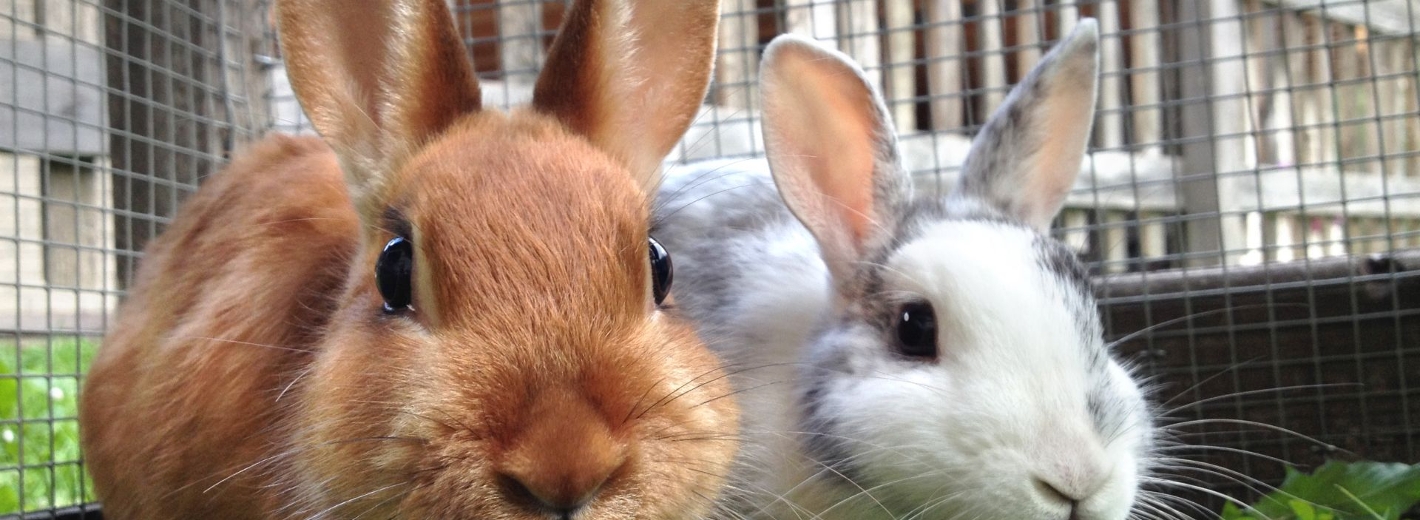 Zwei Kaninchen