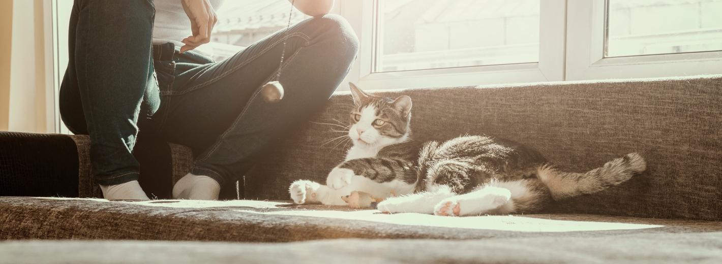 spielende Katze am Sofa