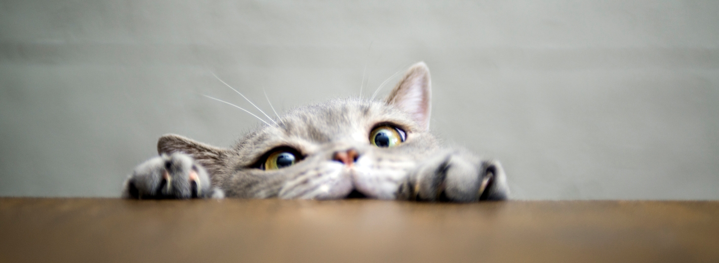 Neugierige Katze