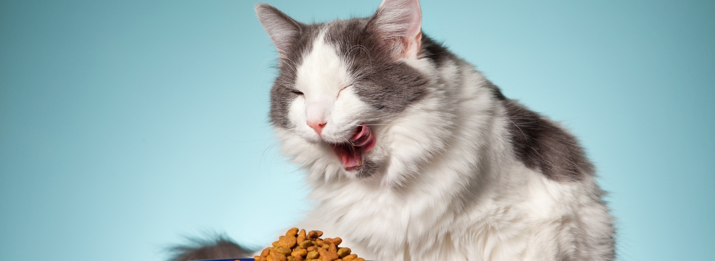 Katze vor Napf