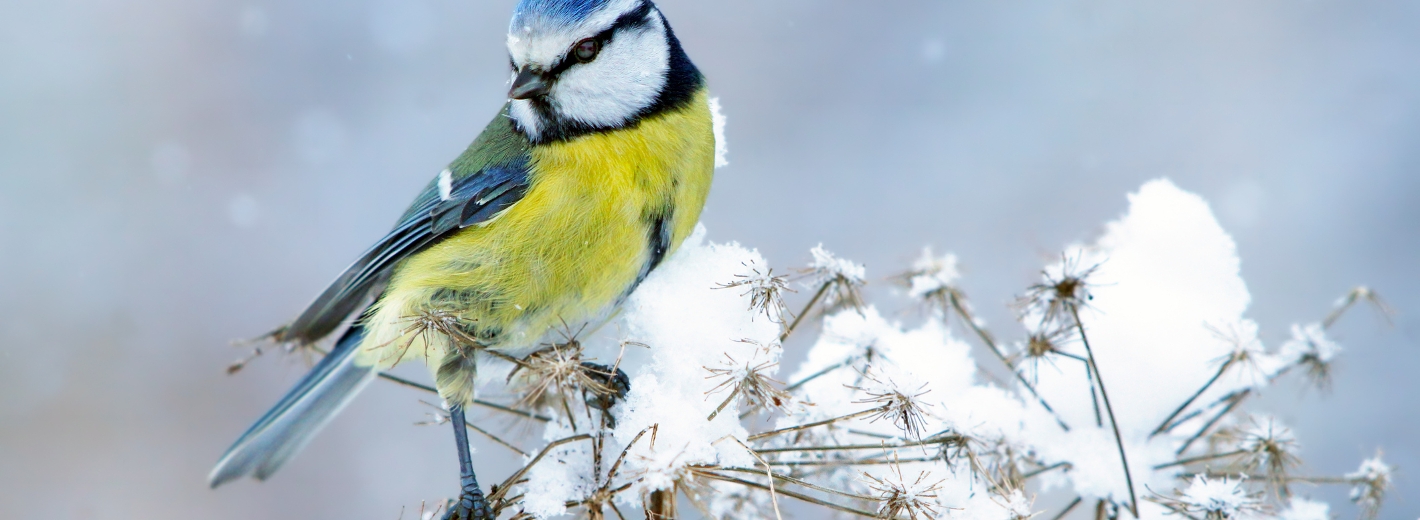 Blaumeise sitzt auf Pflanze mit Schnee
