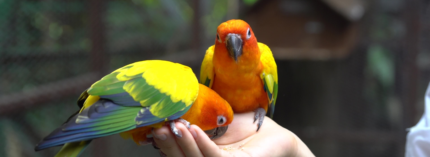 Zwei Papageien sitzen auf Hand und fressen