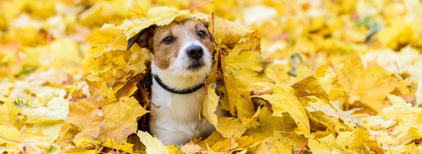 Hund im Herbstlaub