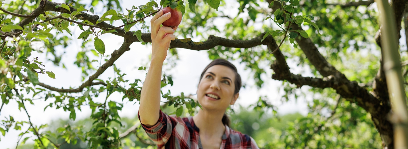 Frau pflückt Apfel vom Baum