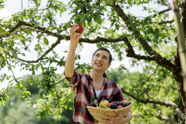 Frau pflückt Apfel vom Baum