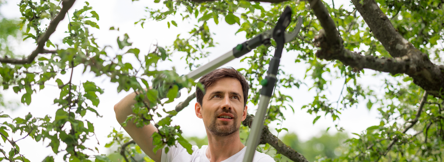 Mann schneidet Äste vom Obstbaum