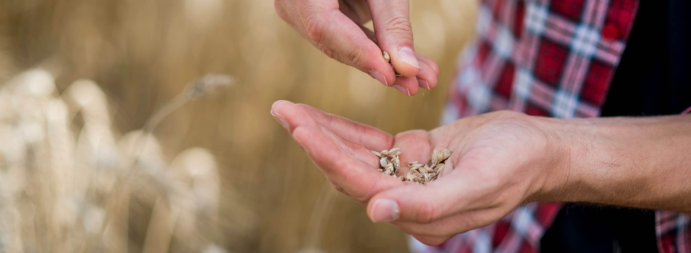 Nahaufnahme von Männerhänden mit Weizenkeimen in der Hand, im Hintergrund ein Feld