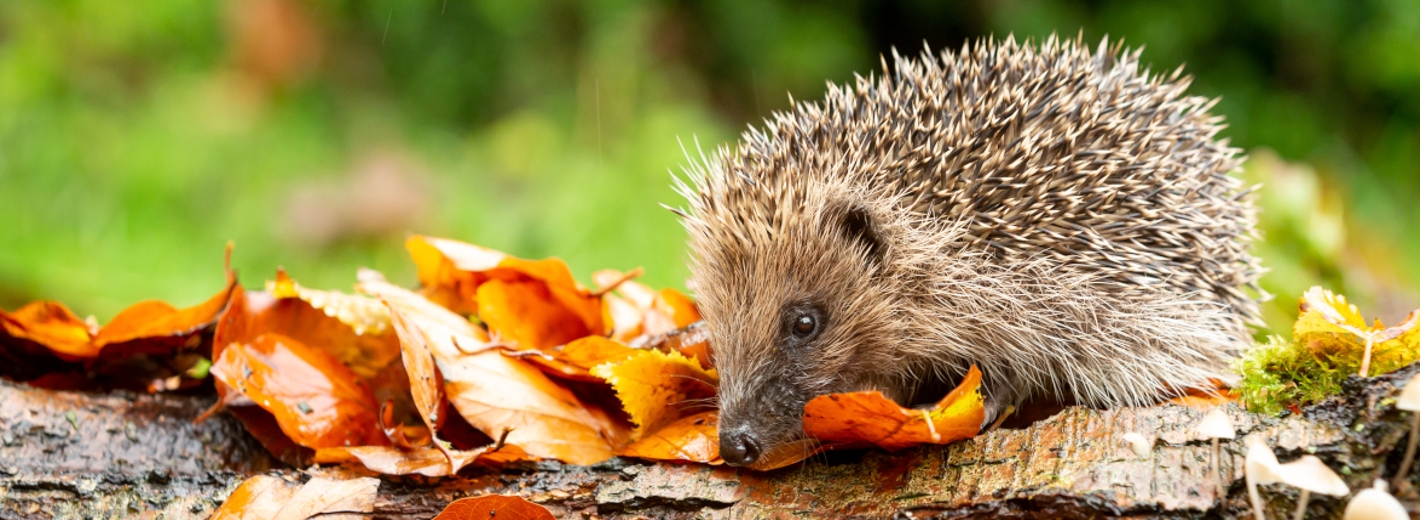 Igel Herbst