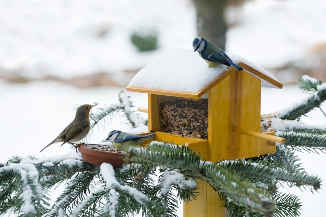 Vögel im Winter