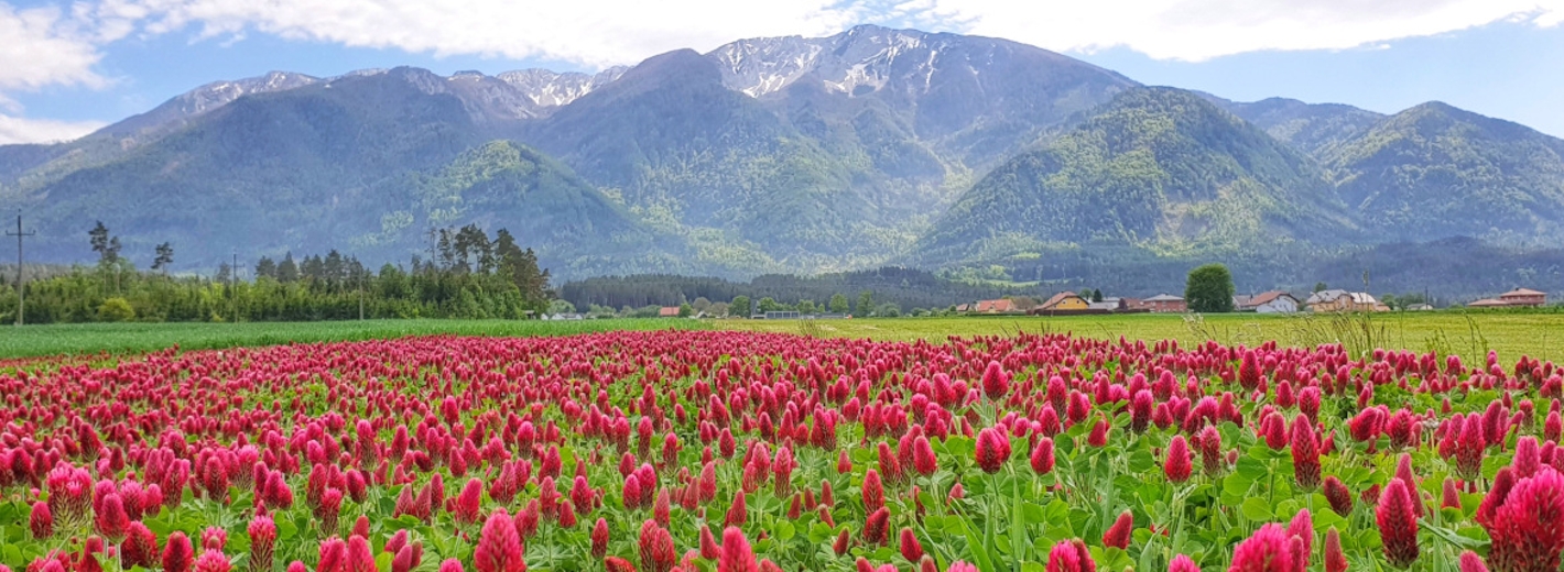 Blumenwiese