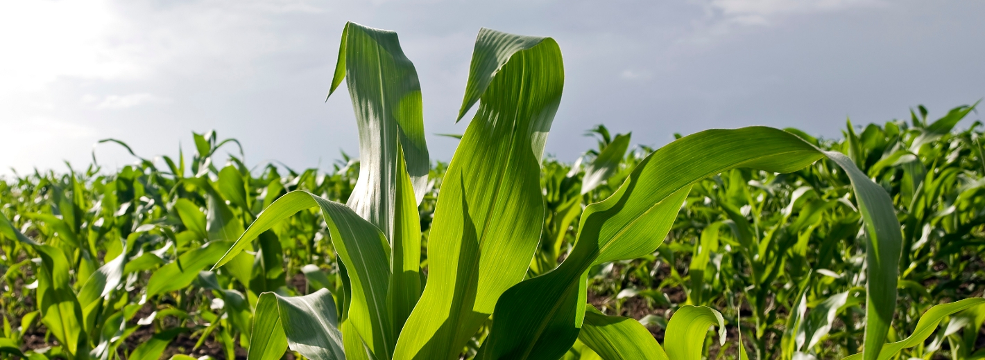 ​ Ein Feld mit jungen, grünen Maispflanzen, die unter hellem Sonnenlicht wachsen. Die Pflanzen sind in Reihen angeordnet und der Boden dazwischen ist sichtbar, teilweise bedeckt mit Erde und kleinen Pflanzenresten. Der Himmel im Hintergrund ist hell und leicht bewölkt.