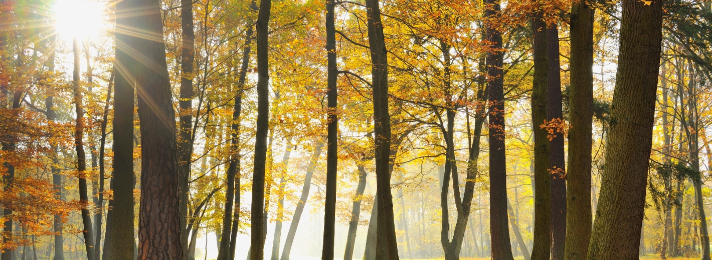 Ein sonniger Herbstwald mit einem Pfad, der durch goldgelbes Laub führt. Hohe Bäume mit herbstlich gefärbten Blättern säumen den Weg, und die Sonne scheint hell durch das Blätterdach, wodurch lange Schatten und Lichtstrahlen auf den Boden fallen.