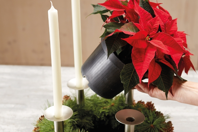 Roter Weihnachtsstern kommt in die Mitte eines Adventkranzes