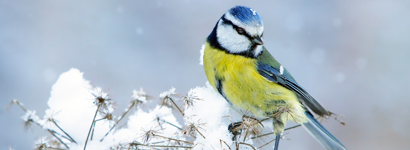 Gartenvogel im verschneitem Garten