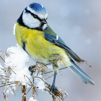 Gartenvogel im verschneitem Garten