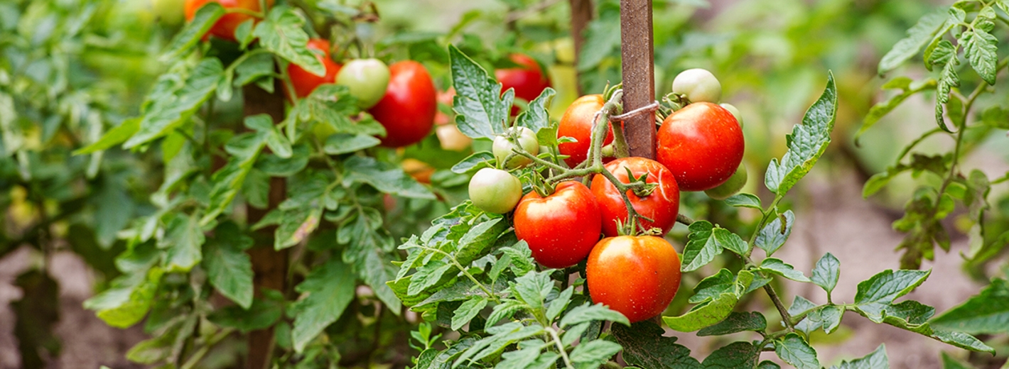 Schön langsam werden alle Tomaten reif zum Ernten