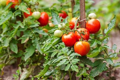 Schön langsam werden alle Tomaten reif zum Ernten