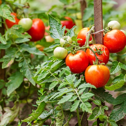Schön langsam werden alle Tomaten reif zum Ernten