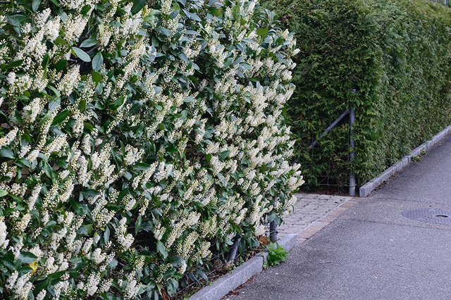 Blühende Hecke entlang eines Gehwegs im Wohngebiet.