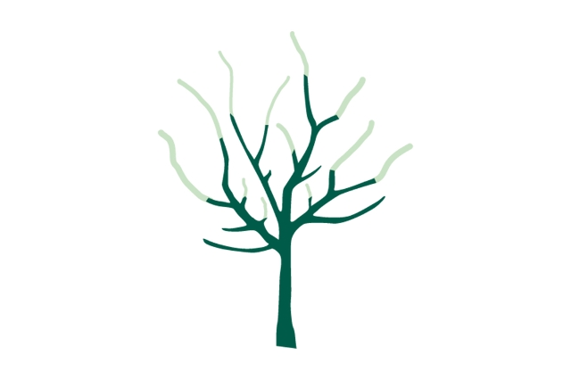 Erziehungsschnitt Obstbaum
