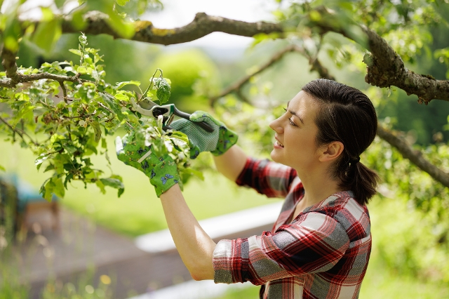 Frau schneidet Äste am Obstbaum