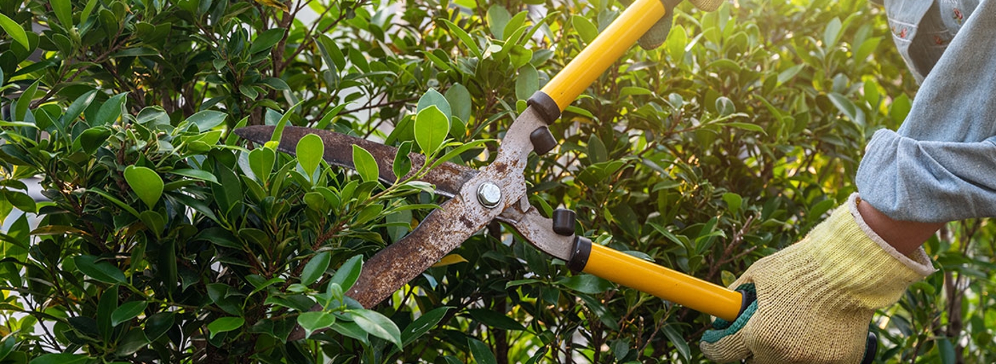 Person schneidet Hecke im Garten mit Heckenschere und Gartenhandschuhen.