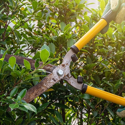 Person schneidet Hecke im Garten mit Heckenschere und Gartenhandschuhen.