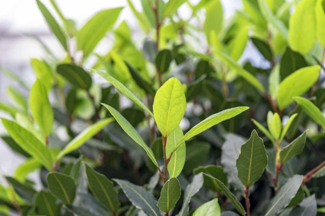Kirschlorbeer für das Einpflanzen im Garten
