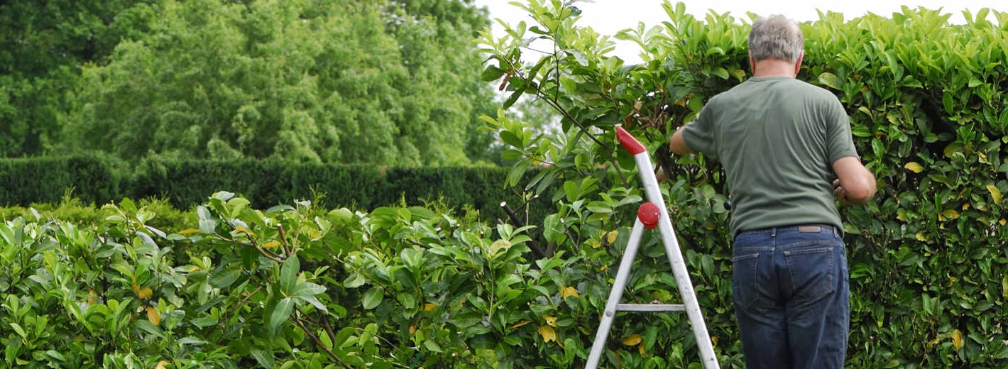 Mann, der auf einer Leiter steht und im Frühling die Kirschlorbeerhecke schneidet.