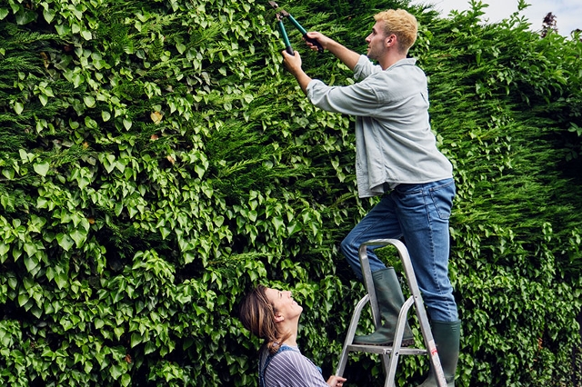 Person schneidet hohe Hecke mit Heckenschere von einer Leiter aus, zweite Person sichert unten.