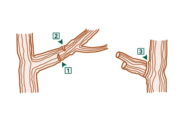 Obstbaum richtig schneiden