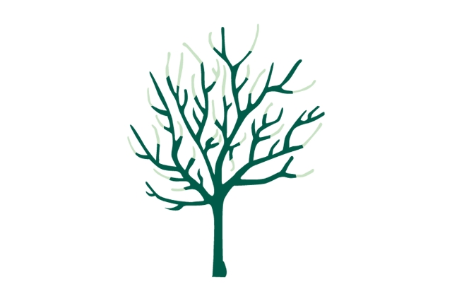 Verjüngungsschnitt Obstbaum