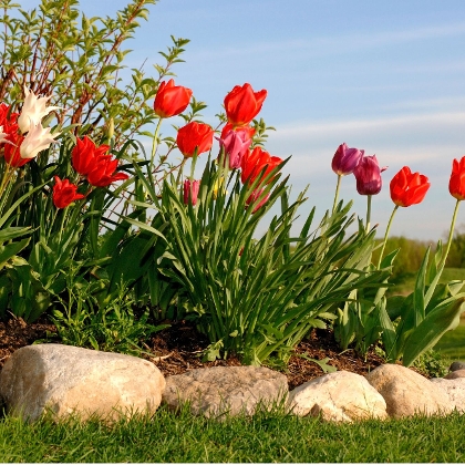 Blumenbeet mit Tulpen und Steineinfassung