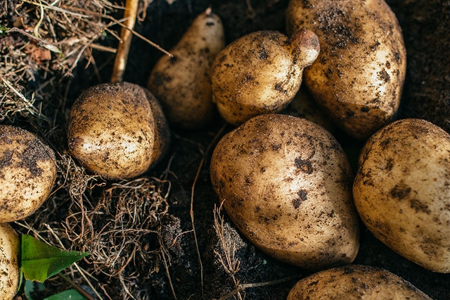 Ausgegrabene Kartoffeln liegen auf der Erde