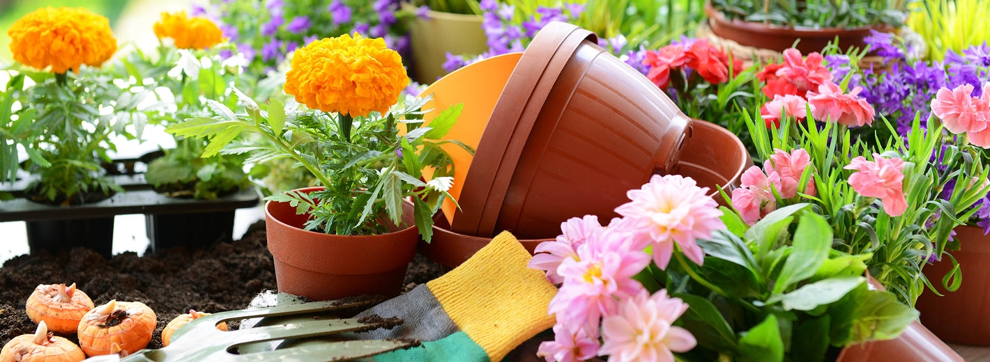 Verschiedene bunte Blumen zum Auspflanzen ins Hochbeet