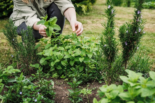Frau erntet Zitronenmelisse im Kräutergarten