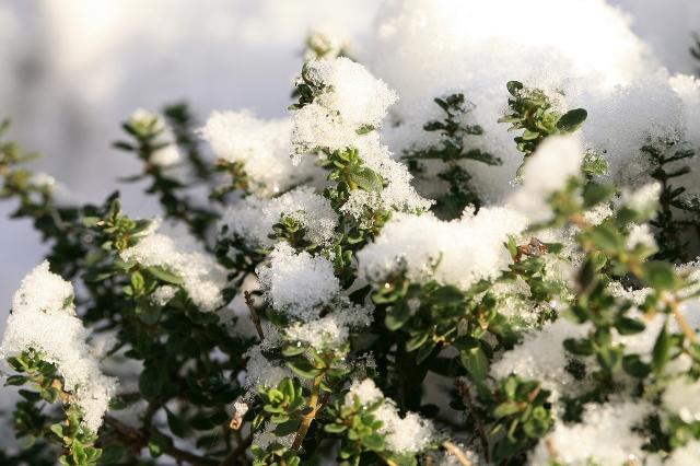 Kräutergarten im Winter: Thymian mit Schnee bedeckt