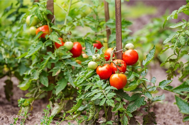 Stabtomaten pflanzen
