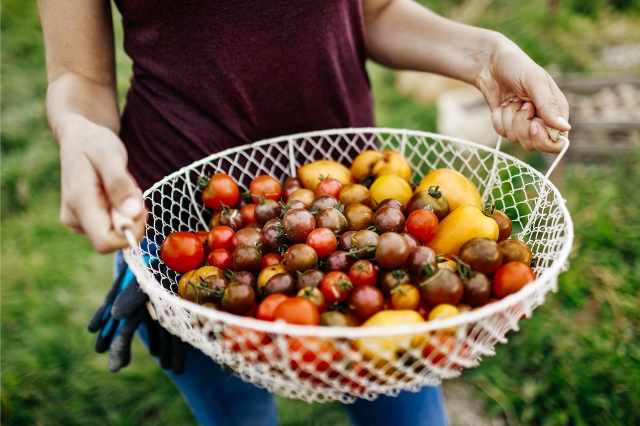 Bunte ernte von angebauten Tomatenpflanzen