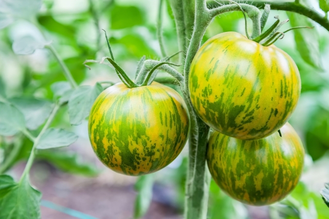 Green Zebra Tomatenpflanzen