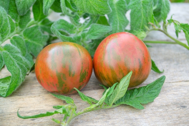 Tomaten pflanzen Tigerella-Sorte