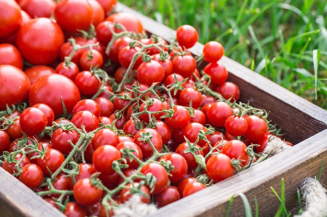 Cherrytomaten kaufen