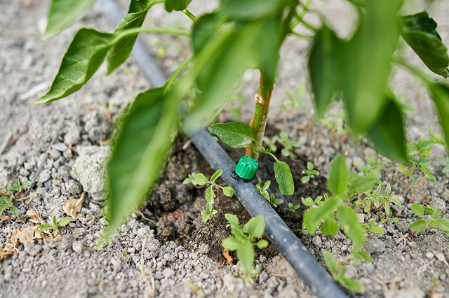 Tröpfchenschlauch liegt an der Basis eines jungen Strauchs