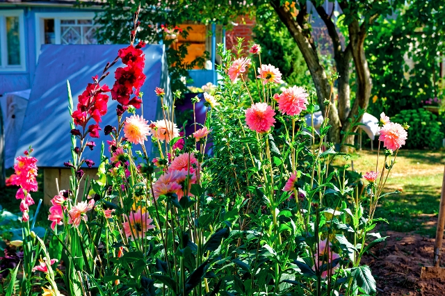 Sommerblüher im Garten mit Pflanzung im Frühjahr