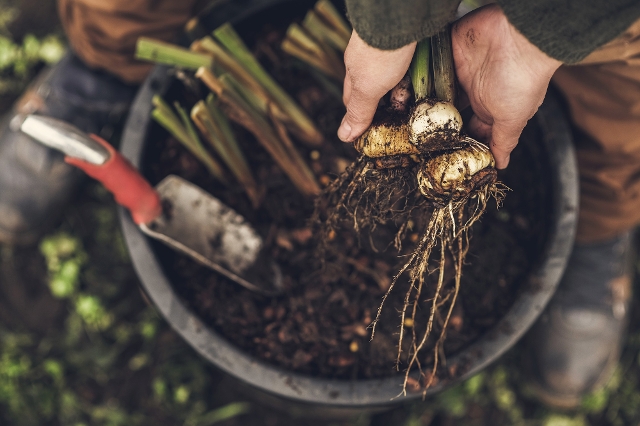 Blumenzwiebeln im Frühjahr in den Topf pflanzen