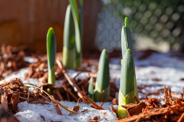 Hyazinthen wachsen im Frühling aus der Erde